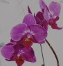 orhideja.1s.lv